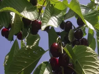 Сорт черешни Весняны Наспивы