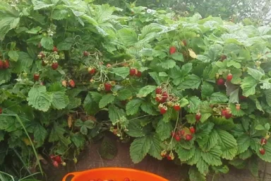 Сорт клубники Золушка 0