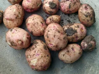 Сорт картофеля Жуковский (Жуковский ранний)