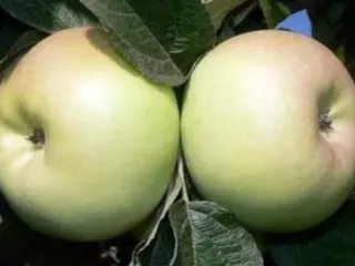 Сорт яблони Киммерия