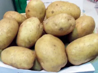 Сорт картофеля Невский