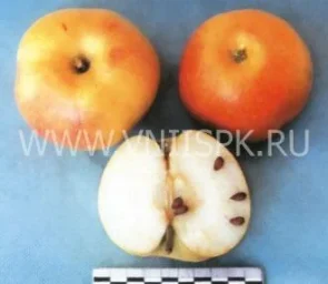 Сорт яблони Грив Руж (Грив Ред) 0
