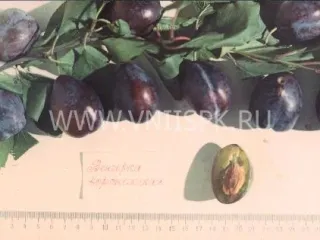 Сорт сливы домашней Венгерка Воронежская