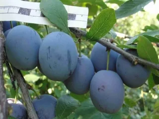 Сорт сливы домашней Синеокая