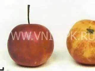 Сорт яблони Алтайское Бархатное