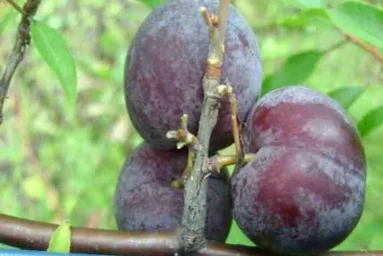 Сорт сливы китайской Фрося 0