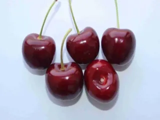 Сорт черешни Знатная