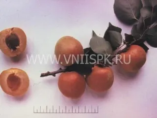 Сорт абрикоса Компотный