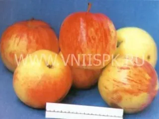 Сорт яблони Крупное Ртищева