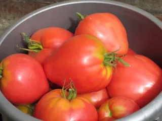 Сорт томата Мазарини