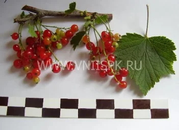 Сорт смородины красной Серёжка 0