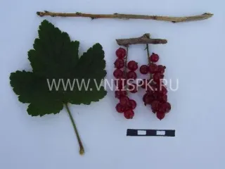 Сорт смородины красной Рачновская (Ранняя Смольяниновой)