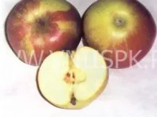 Сорт яблони Дочь Мекинтоша