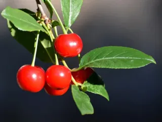 Сорт вишни Драгоценный кармин
