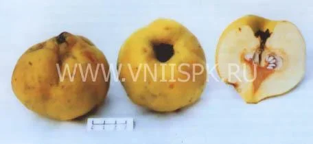 Сорт айвы Анжерская От Горина 0
