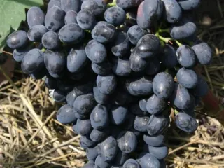 Сорт винограда Чарли