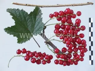 Сорт смородины красной Вика (Смородина)