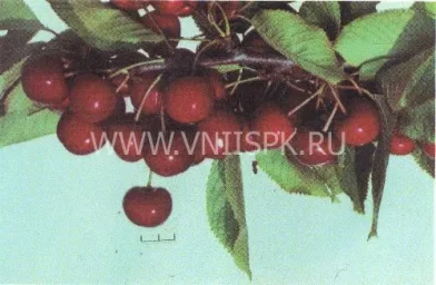 Сорт черешни Романтика (Черешня) 0