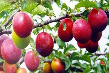 Сорт сливы китайской Куяшская 0
