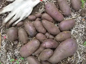 Сорт картофеля Василек 0
