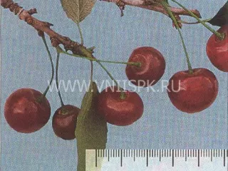 Сорт вишни Багряная