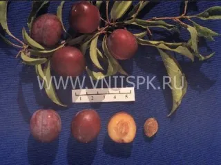Сорт сливы китайской Урожайная Дальневосточная