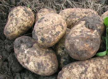 Сорт картофеля Голубизна 0