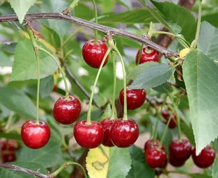 Сорт вишни Харитоновская 0