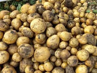 Сорт картофеля Горняк