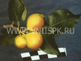 Сорт груши Веселинка (Новинка)