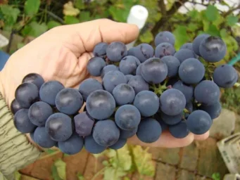 Сорт винограда Альфа 2