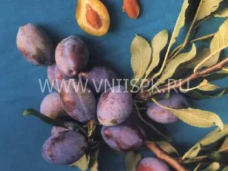 Сорт сливы домашней Прикубанская