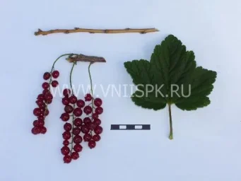 Сорт смородины красной Серпантин 0