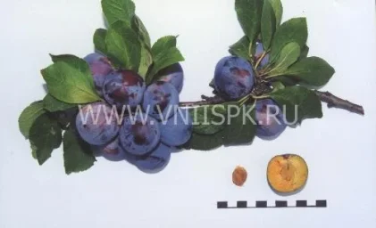 Сорт сливы домашней Ренклод Советский 0
