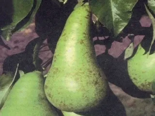 Сорт груши Конференция