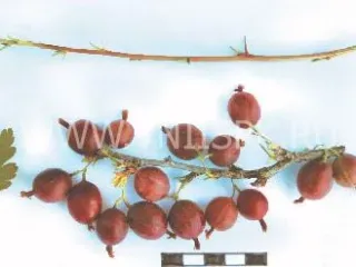 Сорт крыжовника Смена