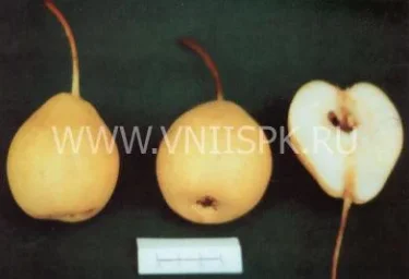 Сорт груши Белолистка 0
