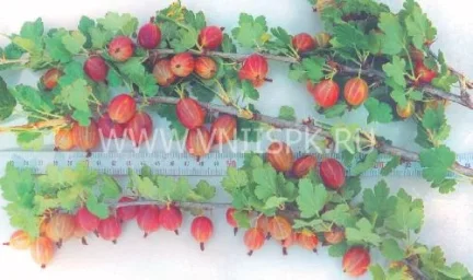 Сорт крыжовника Уральский Розовый 0