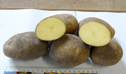 Сорт картофеля Бриз 1