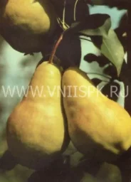 Сорт груши Видная (Бугристая) 0
