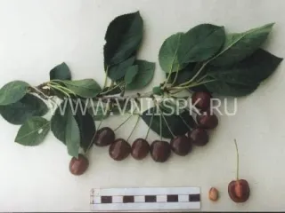 Сорт вишни Память Сахарова