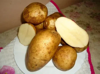 Сорт картофеля Удача 1