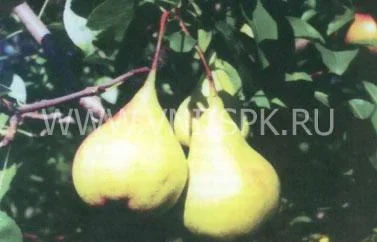 Сорт груши Основянская 0