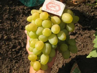 Сорт винограда Галахад 0