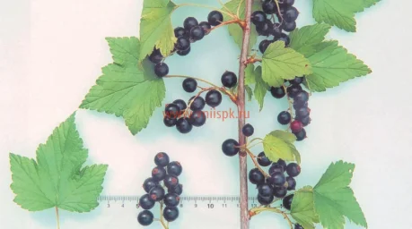 Сорт смородины черной Несравненная 0