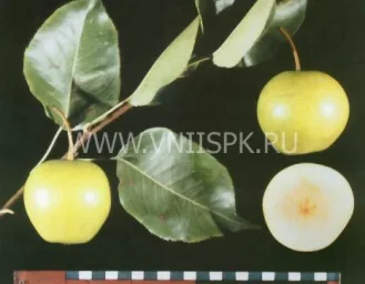 Сорт груши Утренняя Свежесть 0