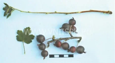 Сорт крыжовника Мысовский 37 0