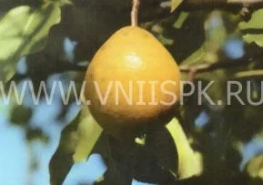 Сорт груши Дочь Амура 0