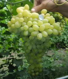Сорт винограда Лора (Флора) 3