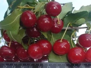 Сорт вишни Уральская рубиновая